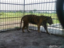 Harimau dari Ponpes Metal Jalani Perawatan di Rumah Sakit Satwa