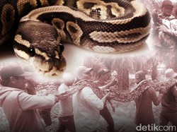 Korban Tewas Serangan Ular: Dari Akbar hingga Penyanyi Irma Bule