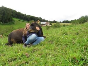 Saat Memeluk Sapi Dijadikan Terapi Agar Seseorang Lebih Rileks