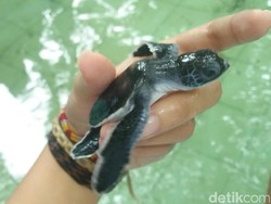 Mau Main Bareng Tukik Penyu yang Lucu? Liburan ke Derawan Saja!