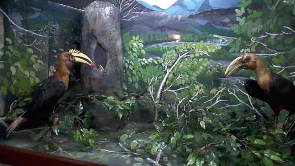 Yuk, Ajak Anak Lestarikan Burung Rangkong yang Terancam Punah