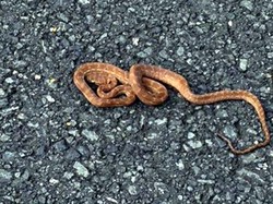 Waduh! Ada Ular Ikut Numpang di Pesawat Jet Selandia Baru