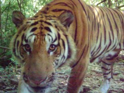 Sekawanan Harimau Indocina Langka Tertangkap Kamera