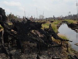 Mengapa Warga Sekitar Lahan Gambut Sulit Dapat Profit Ekonomi?
