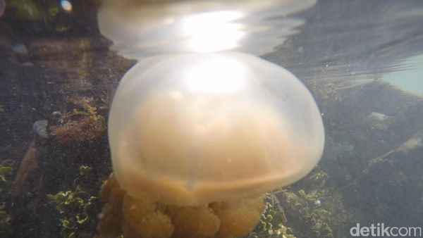 Yuk, Main ke Rumah Ubur-ubur Langka yang Tak Menyengat