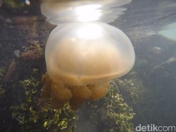 3 Danau di Indonesia Tempatnya Ubur-ubur Tak Menyengat