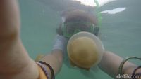 Lepas Rindu Berenang dengan Ubur-ubur Lewat Foto