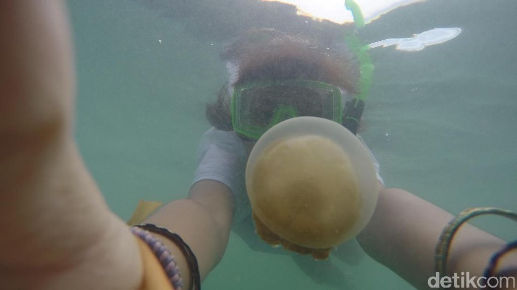 Lepas Rindu Berenang dengan Ubur-ubur Lewat Foto Lepas Rindu Berenang dengan Ubur-ubur Lewat Foto