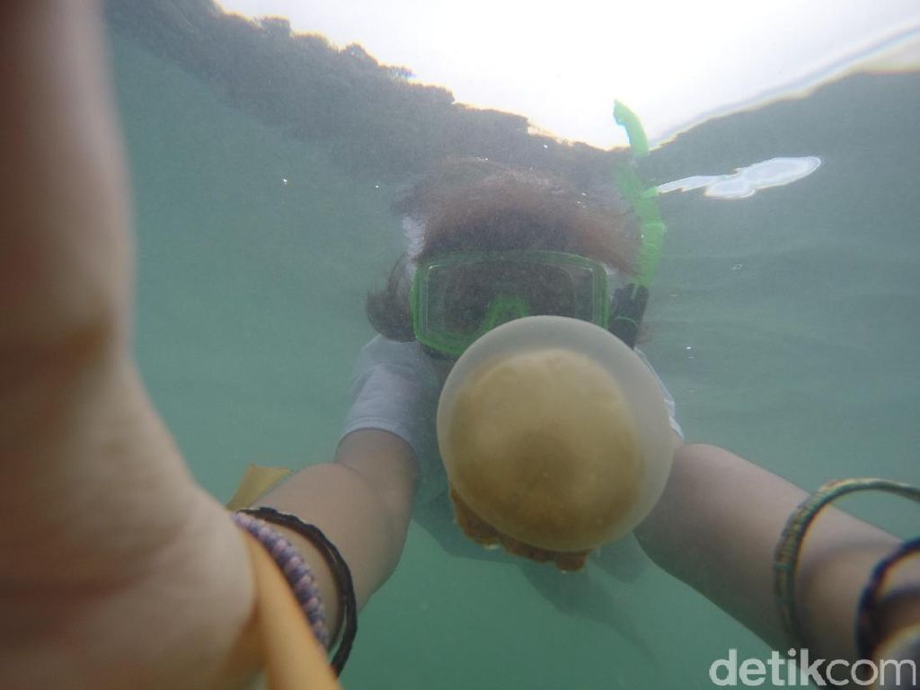 Lepas Rindu Berenang dengan Ubur-ubur Lewat Foto