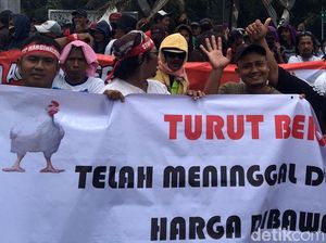 Peternak Minta Pemerintah Lakukan Ini Agar Harga Ayam Tak Jatuh Peternak Minta Pemerintah Lakukan Ini Agar Harga Ayam Tak Jatuh