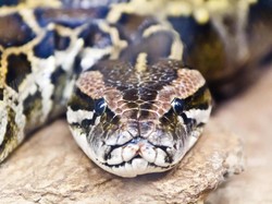 Apa Jenis Ular Terbesar di Dunia?