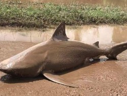 Akibat Topan Debbie, Hiu Banteng Terdampar di Jalanan Queensland