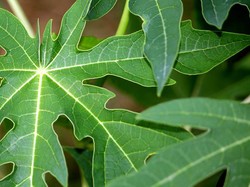 Jus Daun Pepaya Bisa Atasi Jerawat dan Demam Berdarah (1)