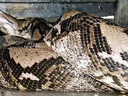 Apakah Akbar Kasus Pertama Manusia Dimangsa Ular?