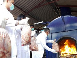 2 Ton Daging Celeng dan Gulma Impor Ilegal Dimusnahkan di Cilegon
