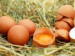 Telur Ayam yang Gurih Enak Ternyata Punya 10 Fakta Menarik Ini (2)