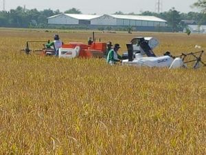 Dua Tahun Terakhir RI Tak Lagi Impor Beras, Bawang, dan Cabai