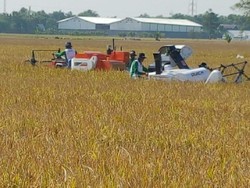 Dua Tahun Terakhir RI Tak Lagi Impor Beras, Bawang, dan Cabai