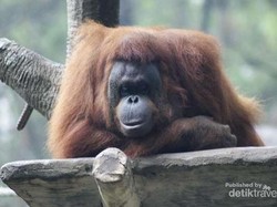 Liburan Sambil Lihat Aksi Jenaka Dari Hewan di Prigen Jatim