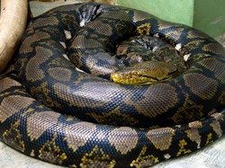 Ular Piton 3 Meter Berkeliaran di Cambridge, Polisi Lakukan Perburuan