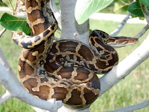 Ngeri! Ular Piton Ini Sanggup Makan Mangsanya dalam Hitungan Detik