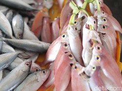 IPB University Laksanakan Pelatihan Budidaya Kerapu di Kepulauan Seribu