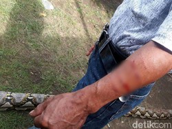 Waswas Warga Palette Bone Beraktivitas di Kebun karena Piton 7 Meter