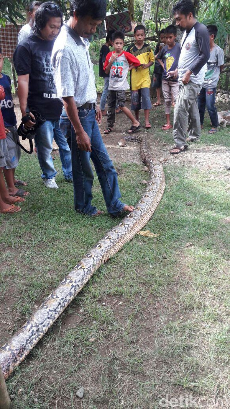 Ular Piton 7 Meter Muncul Lagi, Hampir Mangsa Warga Bone