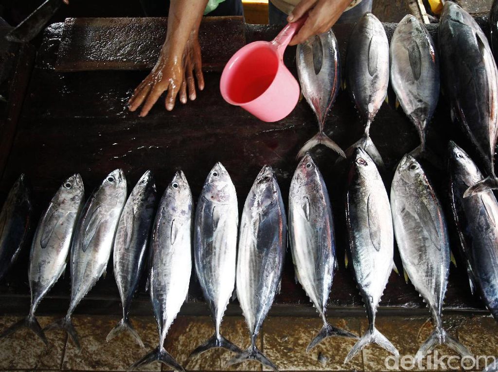 Pedagang Ikan di Medan Keluhkan Omset Turun karena Isu Bangkai Babi Pedagang Ikan di Medan Keluhkan Omset Turun karena Isu Bangkai Babi