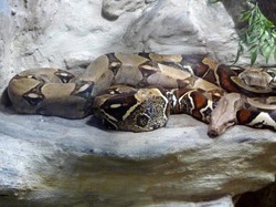 Waspada Ular Piton, Polisi Minta Warga di Sulbar Bersihkan Rumah