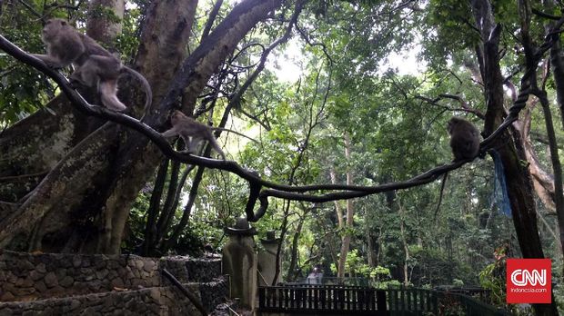 Monkey Forest, Ubud merupakan sebuah hutan yang dihuni oleh kera bali  ekor panjang. Di hutan ini, wisatawan bisa bisa berjalan-jalan sambil  ditemani kera yang bebas berkeliaran.