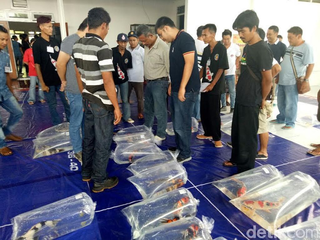 Kontes Perdana Ikan Koi se Jawa-Bali Digelar di Banyuwangi Kontes Perdana Ikan Koi se Jawa-Bali Digelar di Banyuwangi