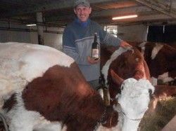 Peternak Ini Beri Minum Sapi 4 Liter Bir Tiap Hari!