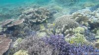 Penat Akan Kehidupan Kota Besar? Yuk, Snorkeling di Kakaban