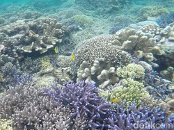 Tak Cuma Ubur-ubur Langka, Kakaban Juga Punya Spot Snorkeling Eksostis