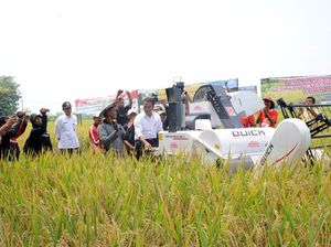 Nilai Tukar Petani Turun Saat Panen, Ini Solusinya