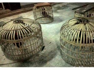 Forum Pemuda di Palu Resah Judi Ayam di Petobo, Polisi Siap Tindak Forum Pemuda di Palu Resah Judi Ayam di Petobo, Polisi Siap Tindak