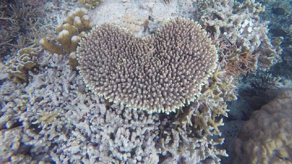 Di Maratua, Snorkeling Bisa Lihat Karang Bentuk Hati