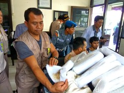 Penyelundupan Ribuan Benih Lobster Digagalkan