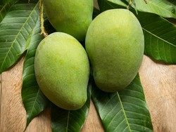 Ini 8 Khasiat Sehat Mengonsumsi Mangga Muda (2)