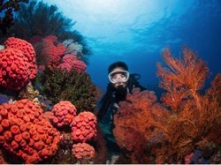 Surga Bawah Laut Indonesia Akan Dipamerkan di Ajang ADEX Singapura