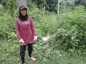 Ini Semak Belukar Tempat Bayi Ajaib Dibuang di Cianjur