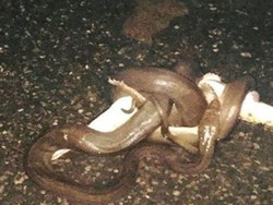 Ular di Australia Barat Ini Memangsa Buaya Tengah Malam