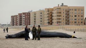 Seekor Paus Bungkuk Terdampar di Pantai New York