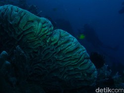 Cuma Ada di Gorontalo, Karang Mirip Lukisan Salvador Dali