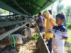 Wisata Peternakan di Aceh, Bisa Minum Susu Lho!