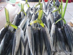 Agar Anak Tak Kerdil, Pemerintah Imbau Ibu-ibu Berikan Lauk Ikan