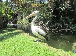 Terkesima dengan Surga Burung di Pulau Dewata