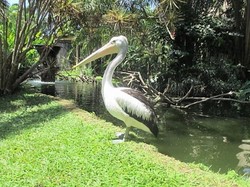 Terkesima dengan Surga Burung di Pulau Dewata