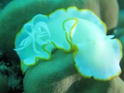 Anambas Membuatmu Lupa Daratan